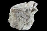 Fossil Brontotherium (Titanothere) Vertebrae - South Dakota #73225-2